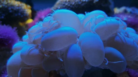 Branching bubble grape coral, Plerogyra sinuosa Stock Footage 107754097