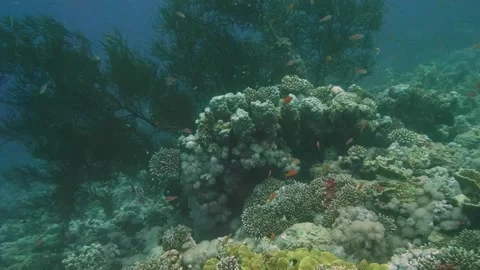 Branching coral structures with small tropical reef fish swimming in crystal cle Stock Footage 311928435