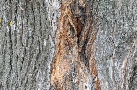 Branching of large branches of an old tree 스톡 사진