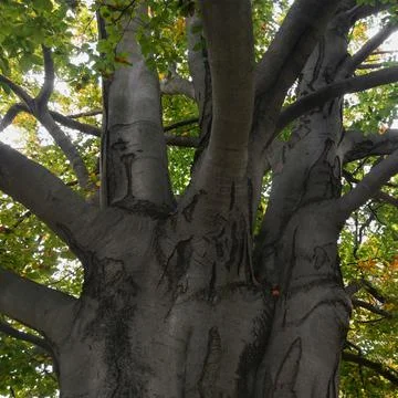 Branching of the old beech tree trunk Stock Photos