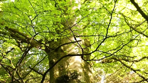Branching out Stock Footage 84658006