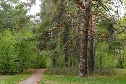 A branching pine stands next to a path in a green forest Stock Photos
