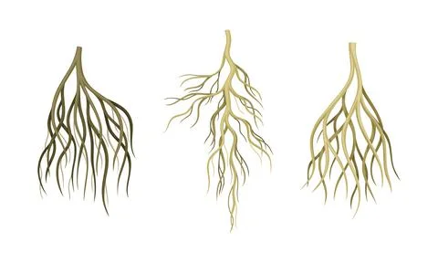 Branching Root as Tree Part Below the Surface of Soil Vector Set Illustrazione stock