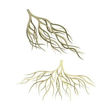 Branching Root as Tree Part Below the Surface of Soil Vector Set Illustrazione stock