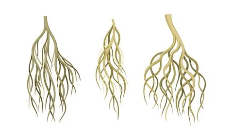 Branching Root as Tree Part Below the Surface of Soil Vector Set Illustrazione stock