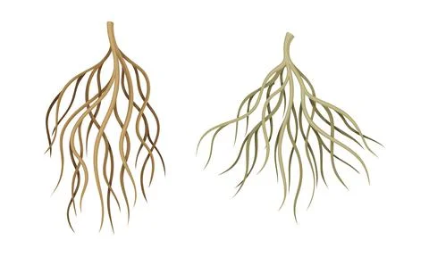 Branching Root as Tree Part Below the Surface of Soil Vector Set Illustrazione stock