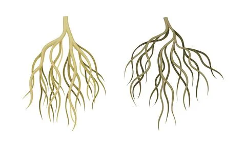 Branching Root as Tree Part Below the Surface of Soil Vector Set Illustrazione stock