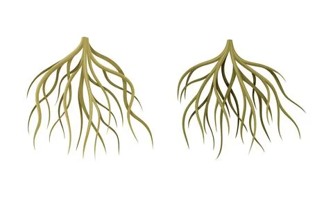 Branching Root as Tree Part Below the Surface of Soil Vector Set Stock Illustration
