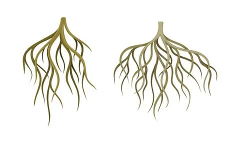 Branching Root as Tree Part Below the Surface of Soil Vector Set Illustrazione stock