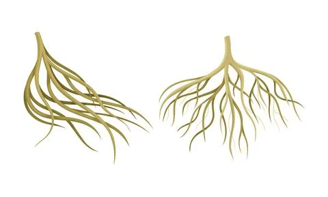 Branching Root as Tree Part Below the Surface of Soil Vector Set Illustrazione stock