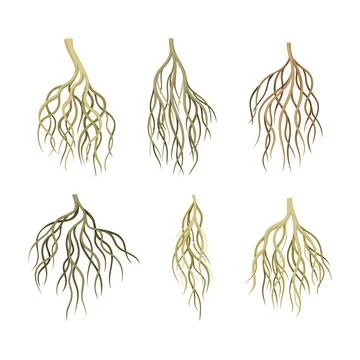 Branching Root as Tree Part Below the Surface of Soil Vector Set Stock Illustration