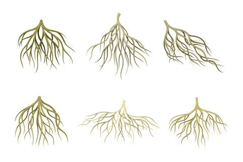 Branching Root as Tree Part Below the Surface of Soil Vector Set Illustrazione stock