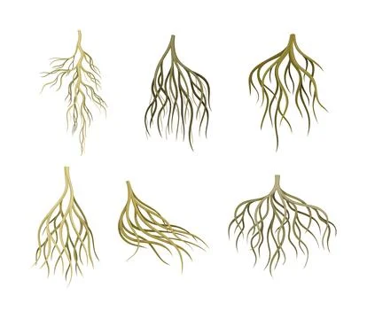 Branching Root as Tree Part Below the Surface of Soil Vector Set Illustrazione stock