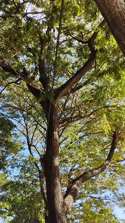 The branching tree is very beautiful Stock Footage 229537256