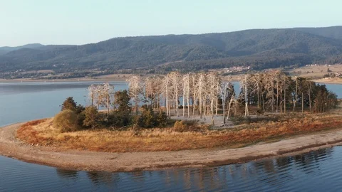 Branchless trees without leaves with flock of cormorant birds on an island Stock Footage 123542664