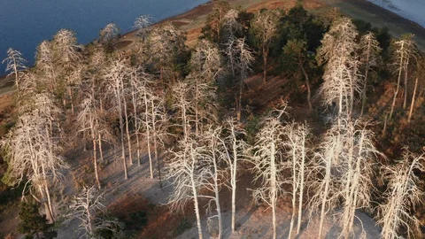 Branchless trees without leaves with flock of cormorant birds on island in lake Stock Footage 123543054