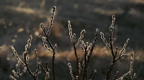 Branchlet Stock Footage 25103861