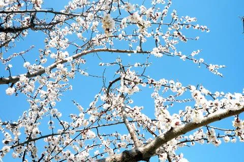 Branchs appricot tree in spring Stock Photos