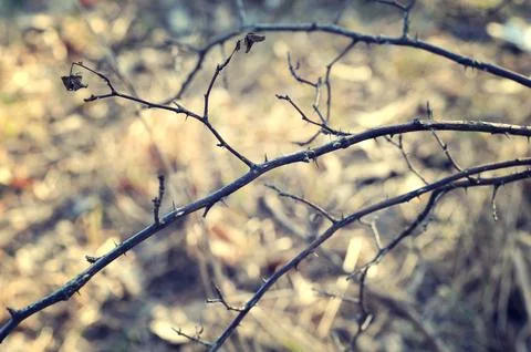 Branchs in spring forest Stock Photos