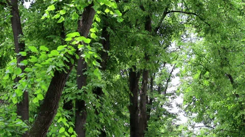 Branchs of trees Stock Footage 24803123