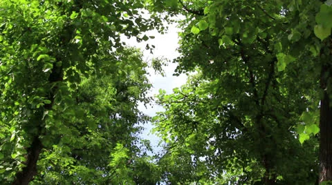 Branchs of trees with leaf Stock Footage 24802975