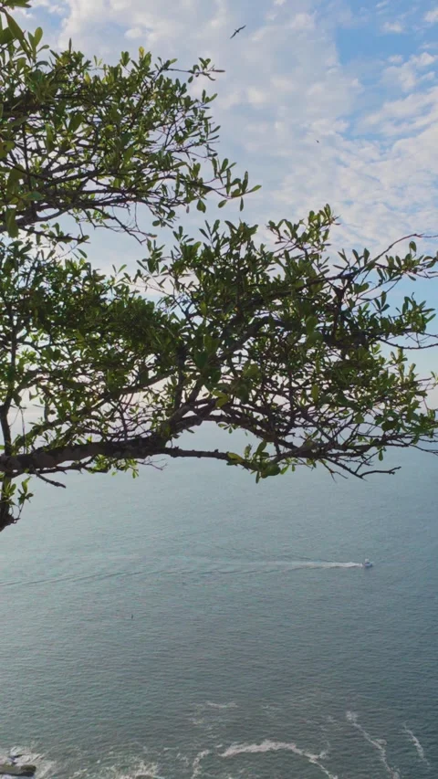 BranchSea Stock Footage 341458652