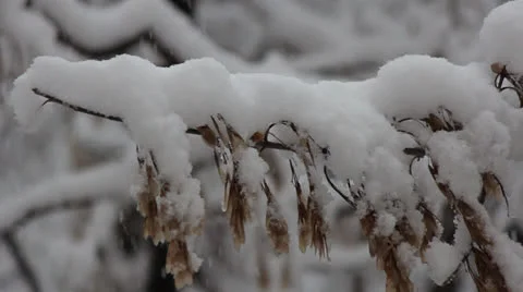 Branch(stick) of a maple tree in the snow, it is snowing Stockbeeldmateriaal 25877322