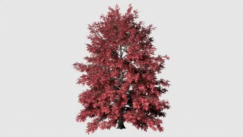 A branchy tree with dark red leaves Stock Footage 311639668
