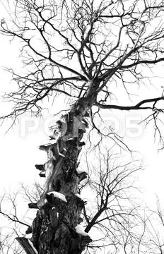 Branchy tree Stock Photos