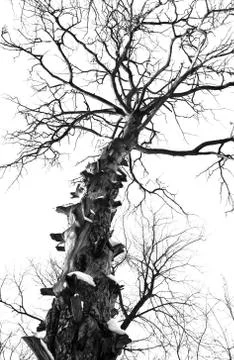 Branchy tree Foto stock