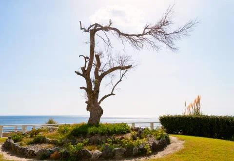 Branchy tree Foto stock