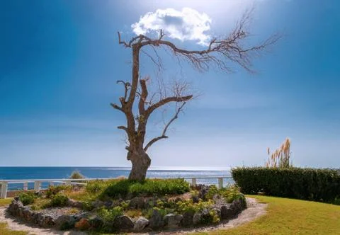 Branchy tree Stock Photos