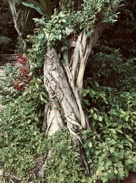 Branchy tree trunk Stock Photos