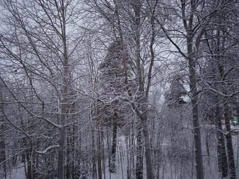 Branchy trees on winter Stock Photos