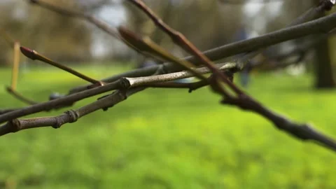 Branck of trees over green grass and playing ground Stock-Footage 149307307