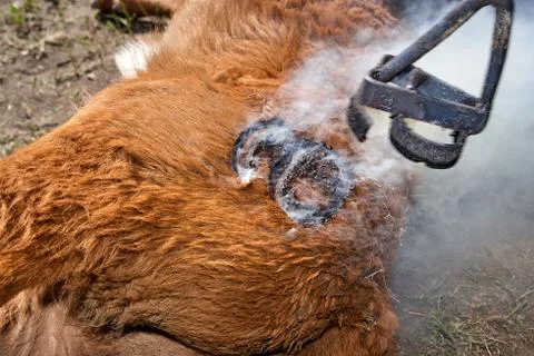 Brand applied to a steer using a branding iron Stock Photos