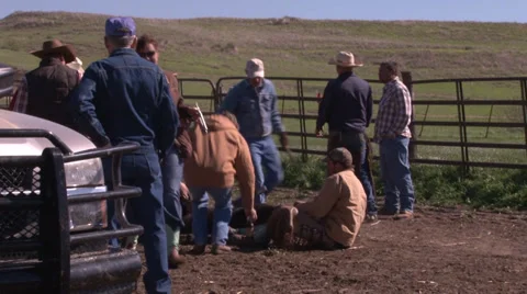 Branding A Cow Stock Footage 36281286