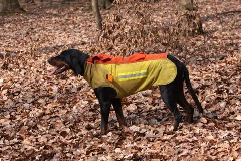 Brandlbracke Stock Photos