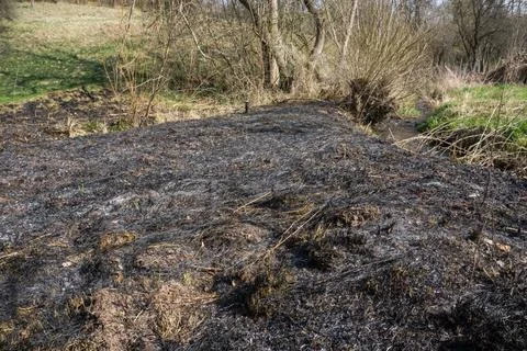  Brandrodung 02 Illegal abgebrannte Wiesenfläche. Illegally burned meadow .. Stock Photos