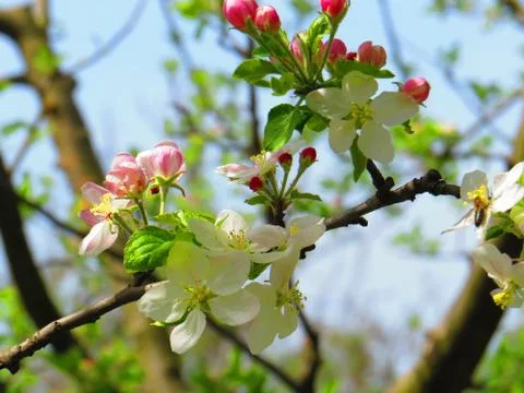 Brandy with a blooming apple color Stock Photos