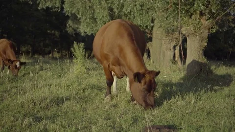 Brandy cows 4k Video stock 78072858