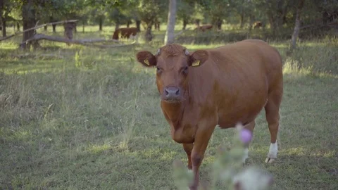 Brandy cows 4k Video stock 78072865