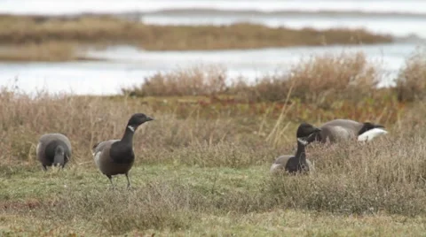 Brant Geese grazing Stock Footage 40923889