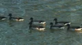 Brant on the Hudson River 1 HD Footage