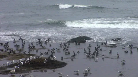 The Brant, the Seagull, and the Waves Stock Footage 332403127