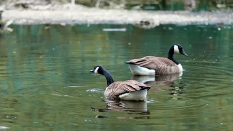 Branta canadensis Stock Footage 312113071