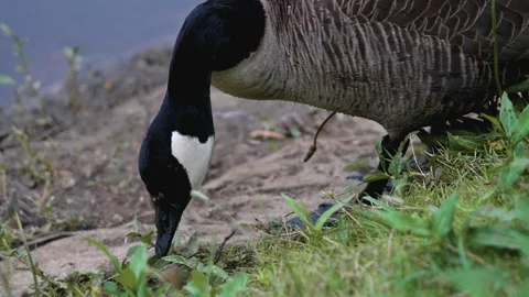 Branta canadensis Stock Footage 312113087