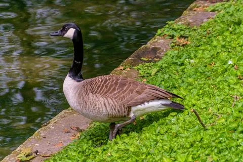 Branta canadensis 스톡 사진