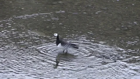 Branta leucopsis 库存影片 75299987