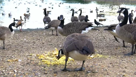 Brantas and So Many Different Birds Next to Lake, Long Shot, Slow Motion Stock Footage 170488891
